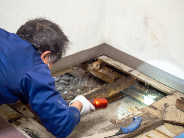 Best Best Mold Removal Companies  in Desert Edge, CA