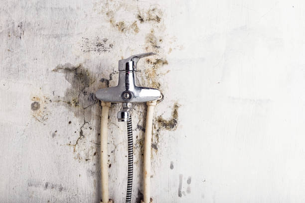 Professional Mold Removal in Desert Edge, CA