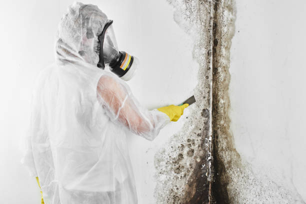 Home Mold Removal in Desert Edge, CA