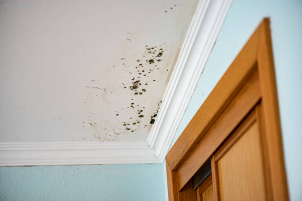 Best Emergency Mold Removal  in Desert Edge, CA