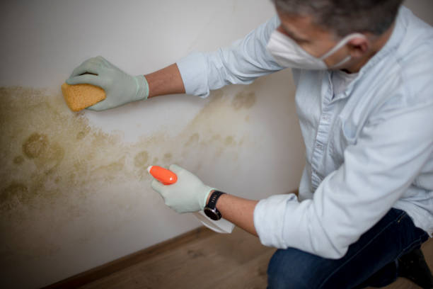 Best Office Mold Removal Services  in Desert Edge, CA