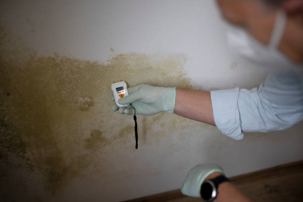 Best Mold Remediation  in Desert Edge, CA