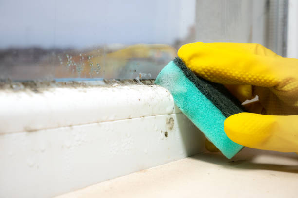 Best Home Mold Removal  in Desert Edge, CA