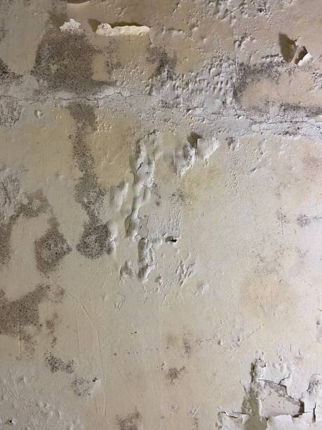Best Black Mold Removal  in Desert Edge, CA