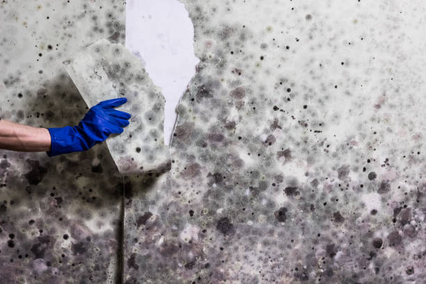 Best Certified Mold Removal  in Desert Edge, CA