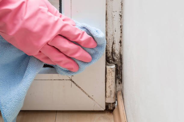 Best Mold Testing and Removal  in Desert Edge, CA