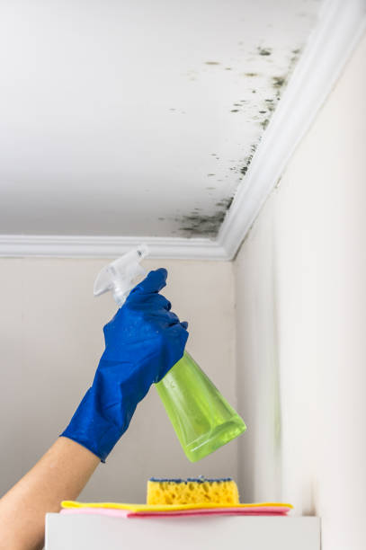 Best Black Mold Removal  in Desert Edge, CA